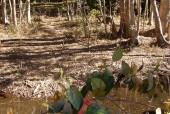 Landcare at Bellingen Bowling Club/Scout Hall