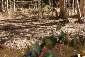Landcare at Bellingen Bowling Club/Scout Hall