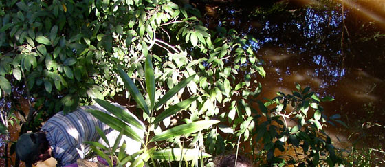 Cemetery Creek landcare site near Bellingen Pool