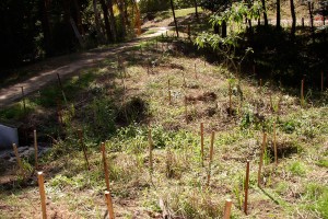 Ringwood Creek Bellingen Urban Landcare