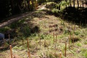 Ringwood Creek initial plantings 2004