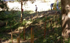 Ringwood Creek initial plantings 2004