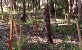 Ringwood Creek Bellingen